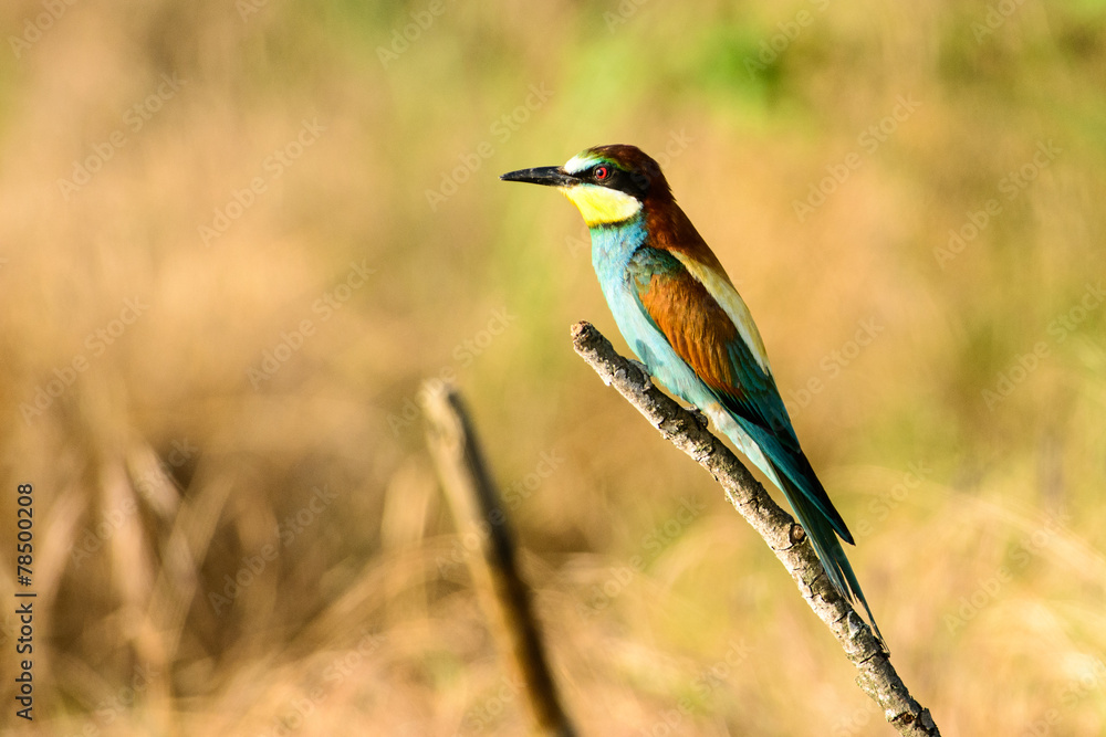 Fototapeta premium Gruccione d'orato