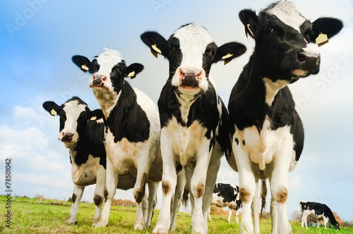 Milchvieh, kuriose Formation von 4 Rindern auf der Weide