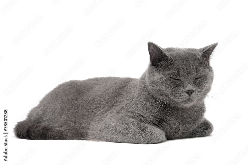 Obraz premium kot rasy Scottish-Straight (wiek 1 rok 3 miesiące) śpiący na
