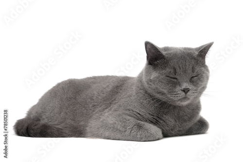 Fototapeta cat breed Scottish-Straight (age 1 year 3 months) sleeping on a