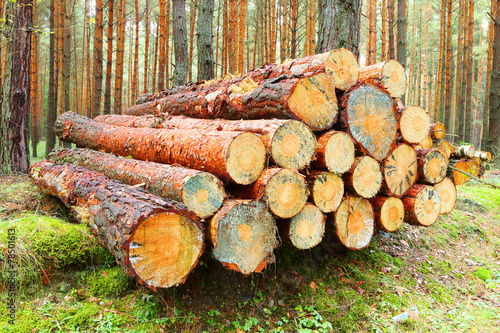 Pine logs in the forest.