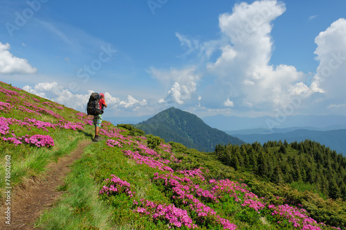 Trekker walking flowers field in mountain