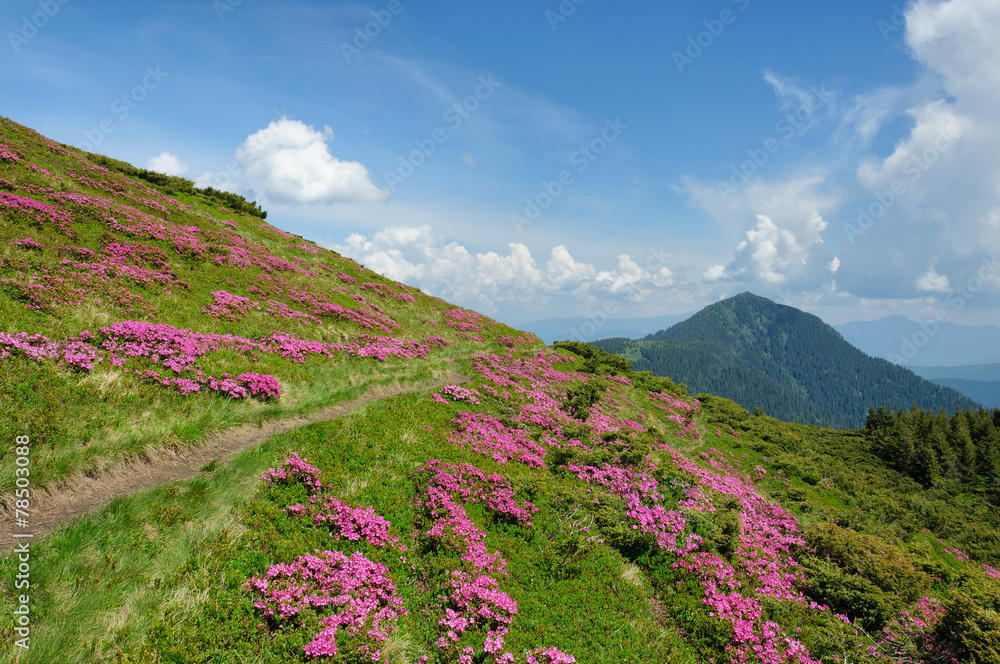Summer landscape with blooming mountain slopes.