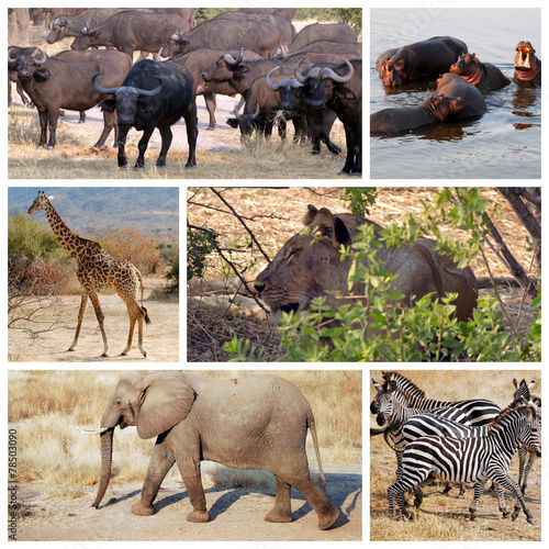 Safari in Tanzania - Africa © francovolpato