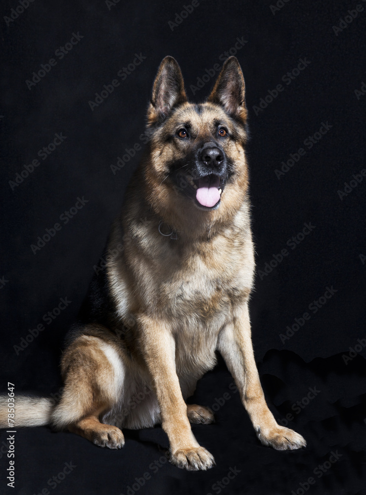 Schaeferhund portrait sitzend