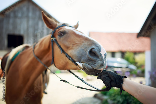 Horse rider pulls the reins © castenoid