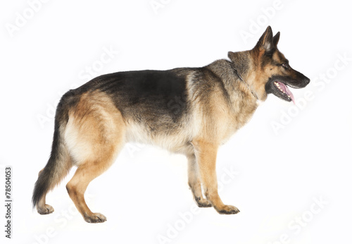 Schaeferhund stehend von der Seite