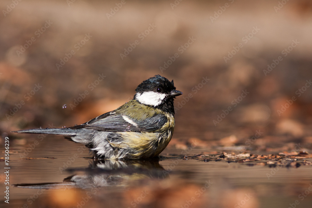 Fototapeta premium Koolmees neemt bad