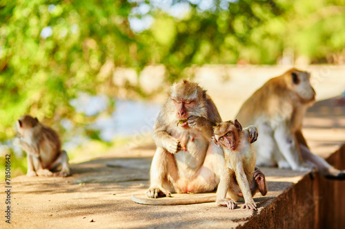 Monkey family in their natural environment, Bali