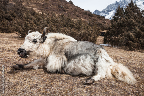 Yak and mountains