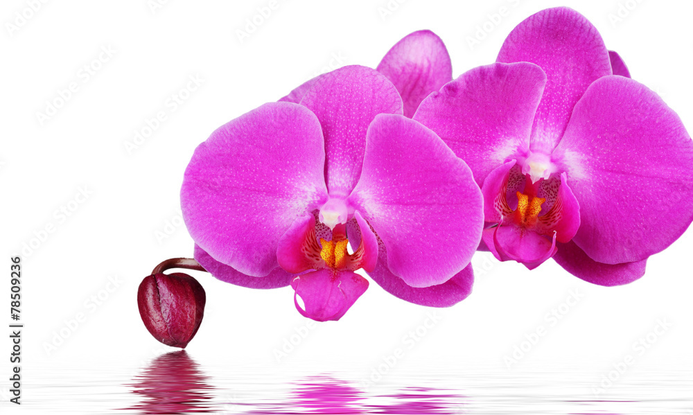 Orchid and reflection on white background