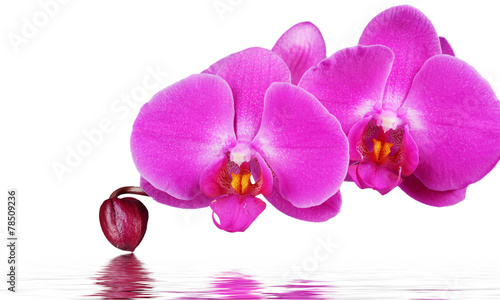 Obraz na płótnie Orchid and reflection on white background w salonie
