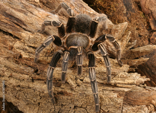 Zebra Tarantula