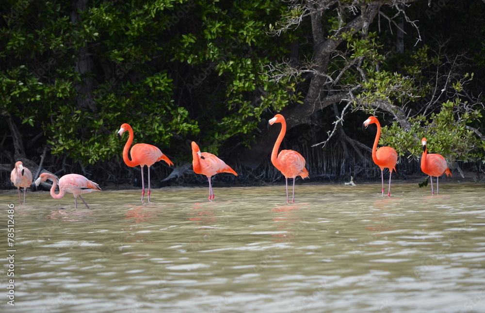 Fototapeta premium view of pink flamingos
