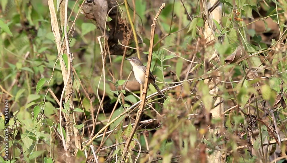 Plain Prinia (Prinia inornata) in Cat tien, Vietnam Plain Prinia (Prinia inornata) in Cat tien, Vietnam
