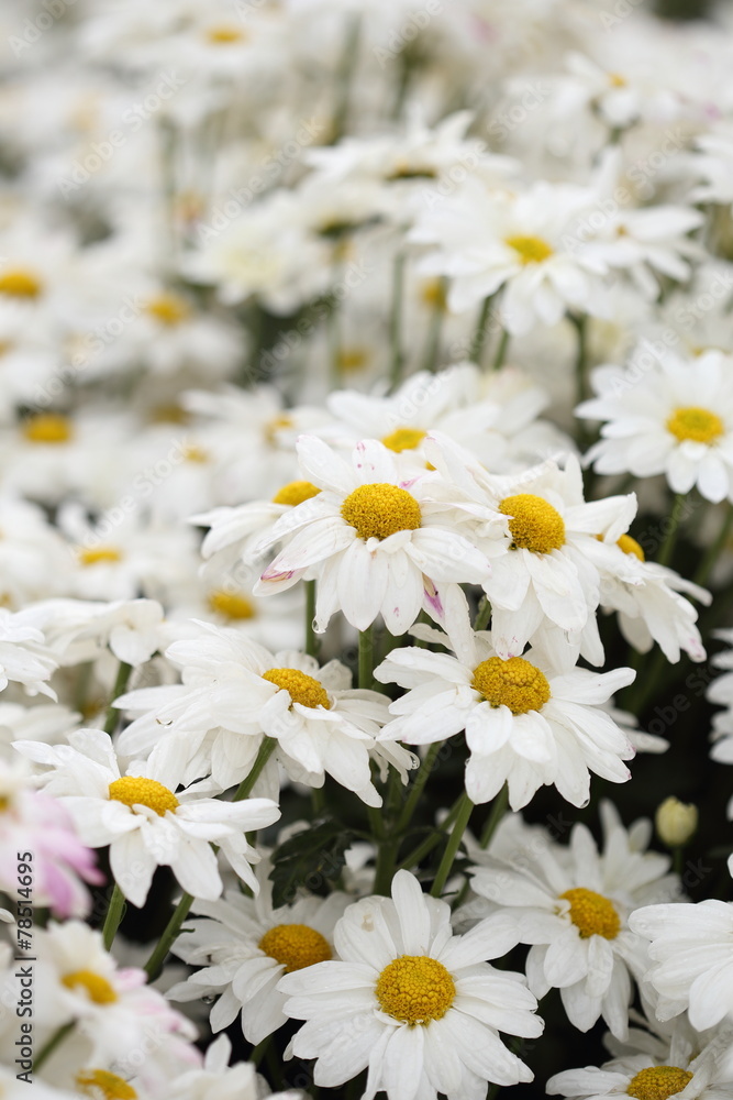 Obraz premium Chrysanthemum flower blooming in the garden