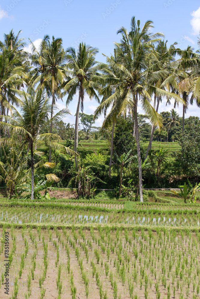 Green rice fields on Bali island, Indonesia