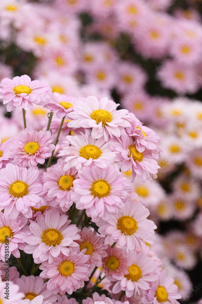 Chrysanthemum flower blooming in the garden Chrysanthemum flower blooming in the garden