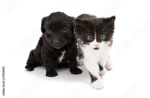Fototapeta Naklejka Na Ścianę i Meble -  puppy with a kitten