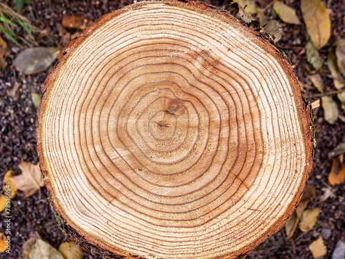 Jahresringe eines Baumes