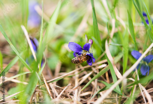 Wood Violet or Dog Violet in woodland in springtime photo