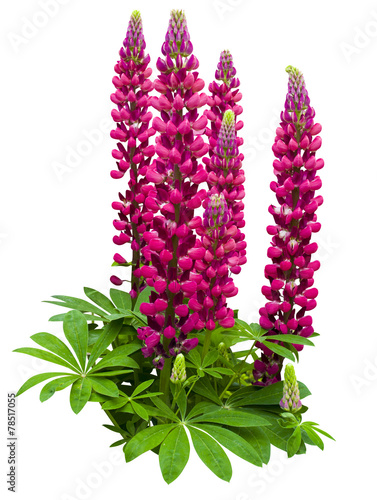 lupine photo