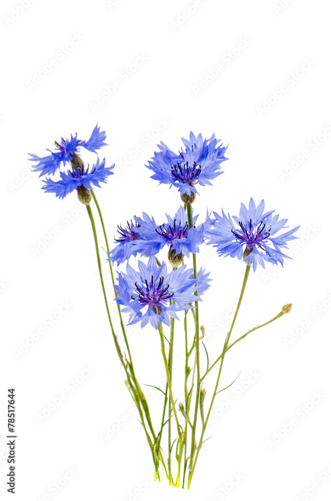 cornflowers flowers cornflowers flowers