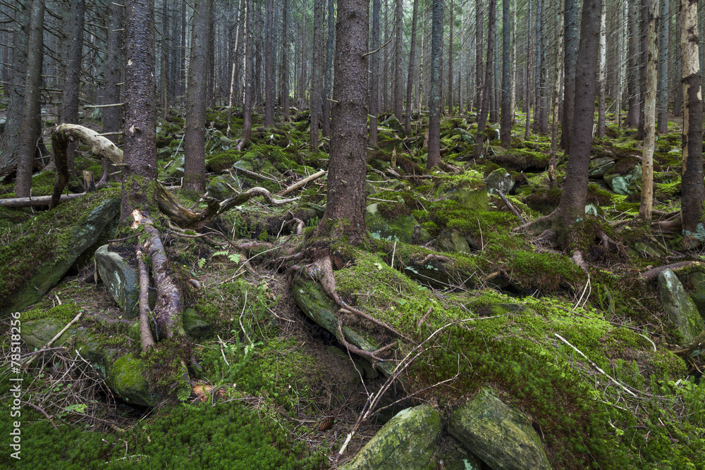 Obraz premium Mysterious beautiful pinewood forest with mossy stones