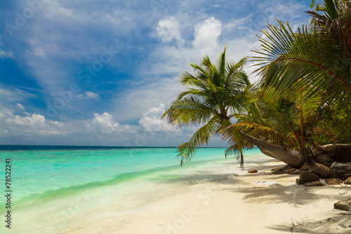 Palm tree on the shore of the Maldives © fazeful