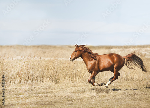equestrian powerful brown running horse on summer field