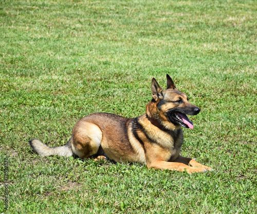 German shepherd dog lies in the grass