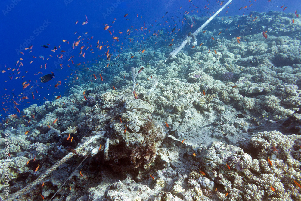 coral reef destroyed by the mooring line