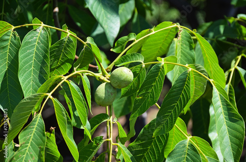 Walnut tree twigs