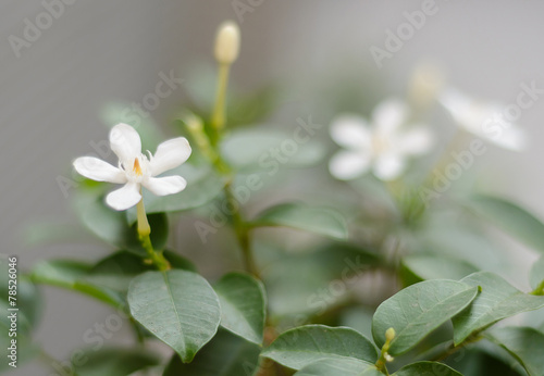 gardenia flower