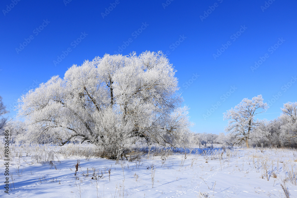 winter landscape