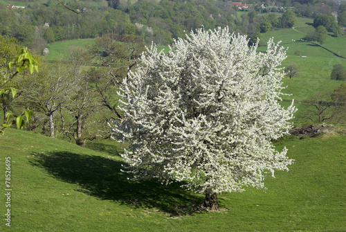 Prunus avium, Merisier