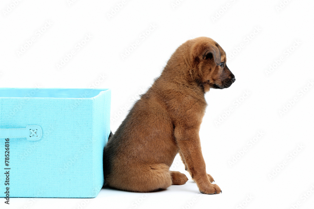 Cute puppy with textile box isolated on white