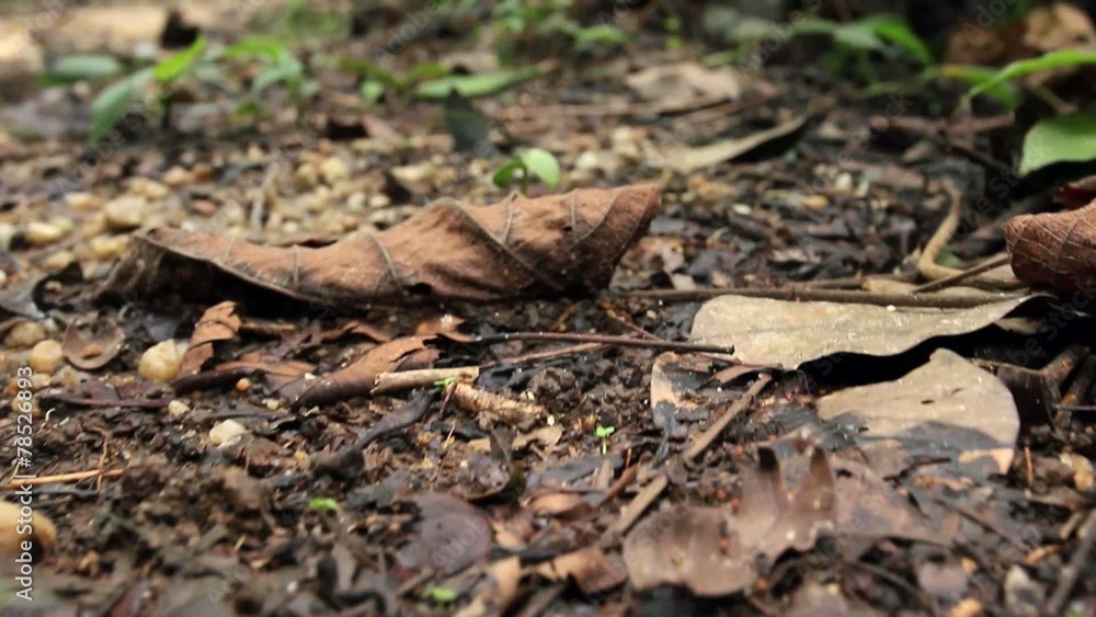 Tracking along a column of army ants on the rainforest flor Tracking along a column of army ants on the rainforest flor