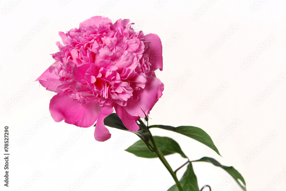 pink peony flower