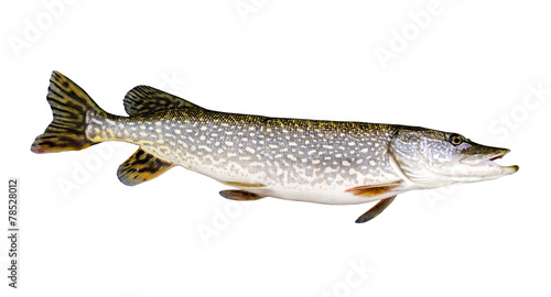 Northern Pike isolated photo