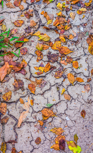 dry brown leaf on the cracked earth  Drought land