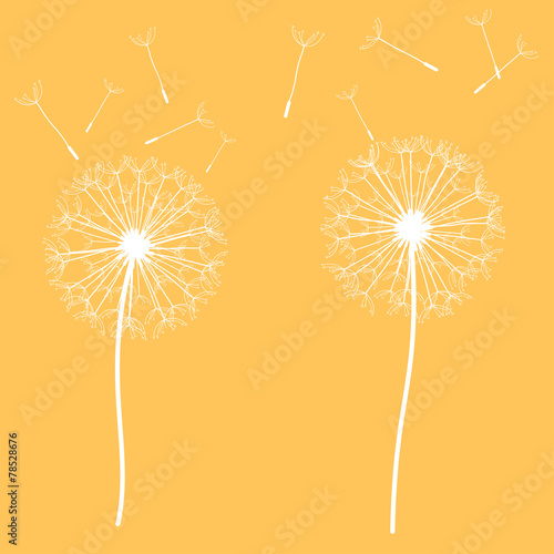 bright orange background with beautiful white delicate dandelion