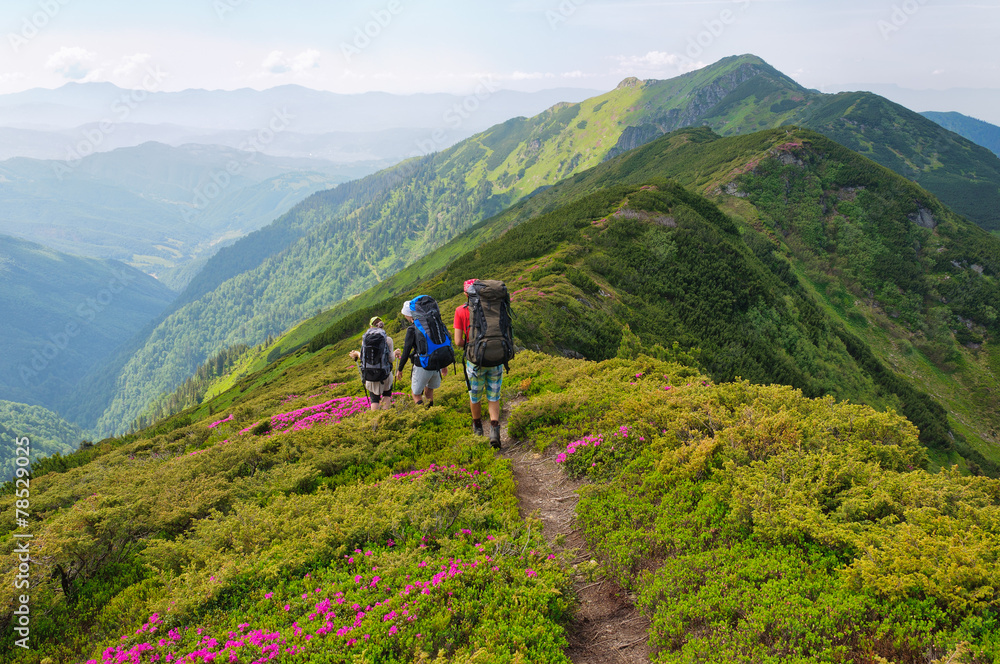 group of tourists walking flowers field in mountain