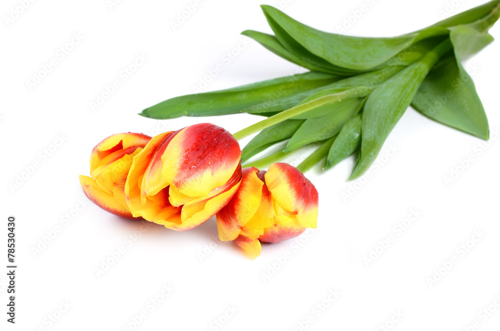 The red-yellow tulip with drops of water on the white background The red-yellow tulip with drops of water on the white background