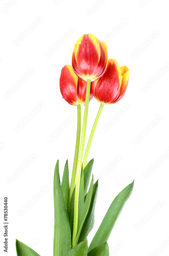 The red-yellow tulip with drops of water on the white background The red-yellow tulip with drops of water on the white background