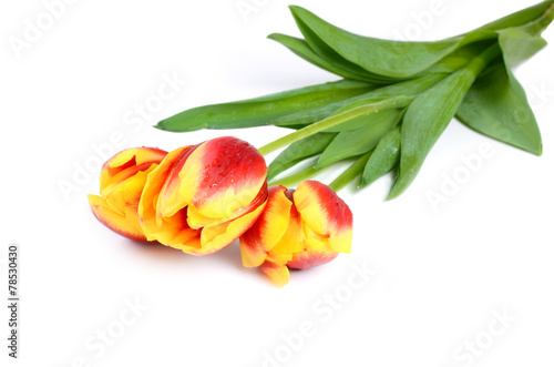 Fototapeta Naklejka Na Ścianę i Meble -  The red-yellow tulip with drops of water on the white background