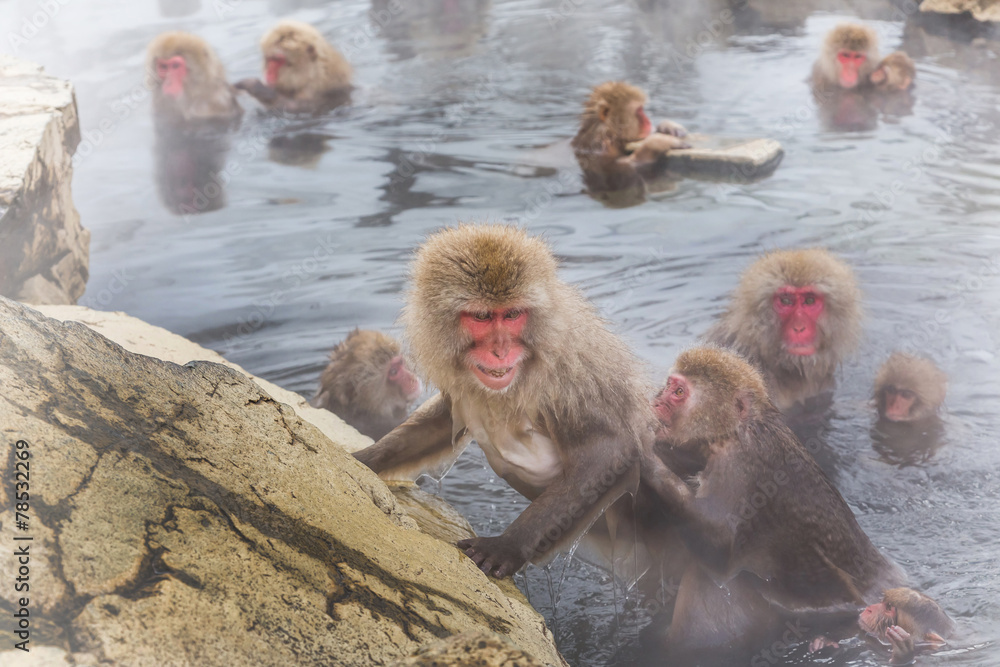 温泉から出ようとする猿のおかあさん mother will take more baths 温泉から出ようとする猿のおかあさん mother will take more baths
