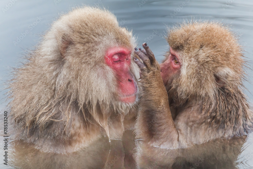 温泉に浸かるニホンザル The Japanese monkey which enters the hot spring 温泉に浸かるニホンザル The Japanese monkey which enters the hot spring
