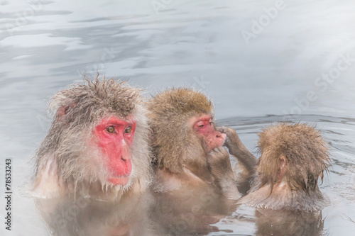                                                  The Japanese monkey which enters the hot spring