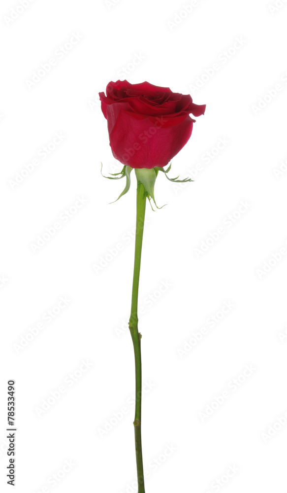 Obraz premium Red rose